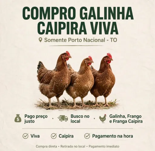 Compra de galinha caipira