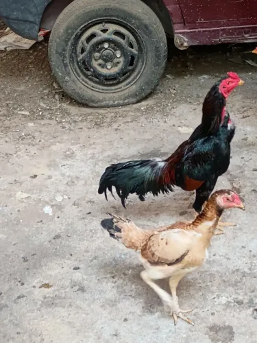 Galo e galinha 