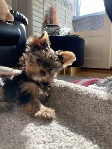 Yorkshire Terrier
