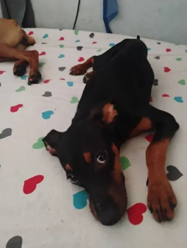 Cachorrinha fêmea para adoção