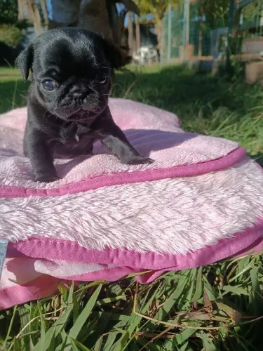 Pug preto macho