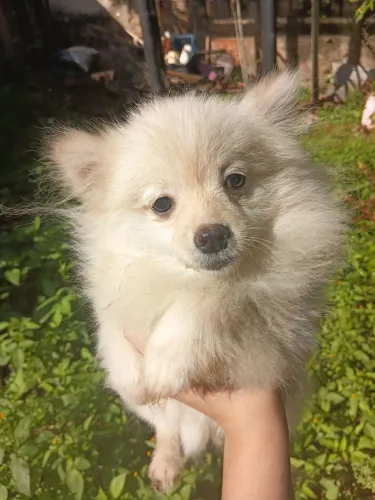 Lindo filhote macho raposinho