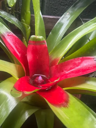 Bromélia rara