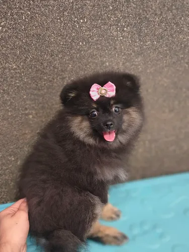Spitz alemão fêmea
