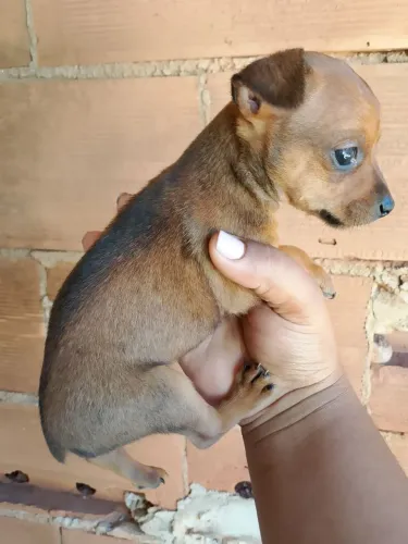 Cachorro Pincher 