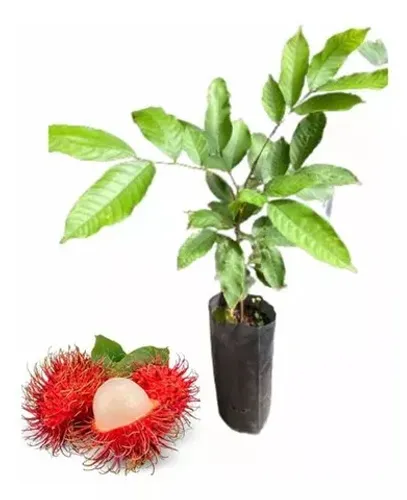 Mudas da rabutam fruta exóticas 