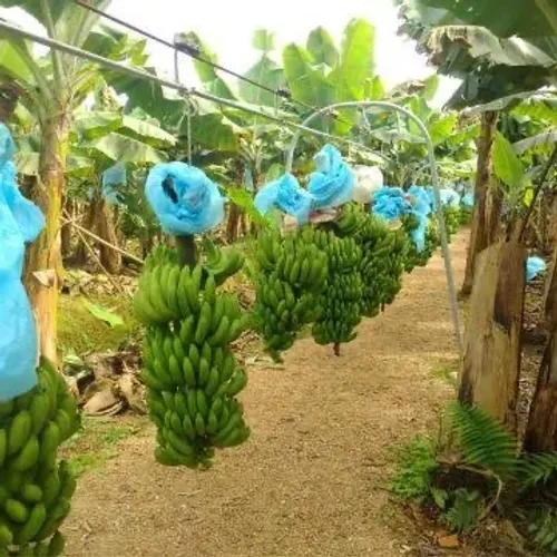 1.000 metros de sistema de cabo aéreo (teleférico rural)