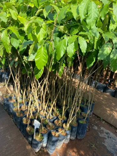 Muda de ipê amarelo da mata 