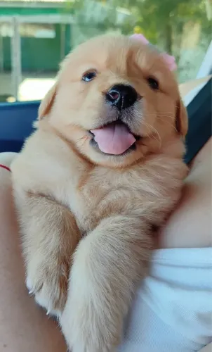 Golden Retriever fofo e brincalhão
