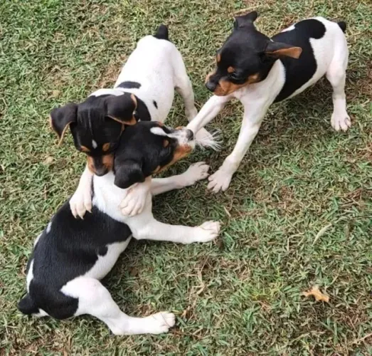 Fox Paulistinha muito amor e carinho