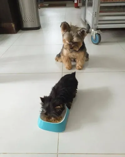  Yorkshire Terrier já se alimenta de ração seca 