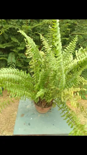 Vendo plantas frutíferas ornamentais e medicinais. 