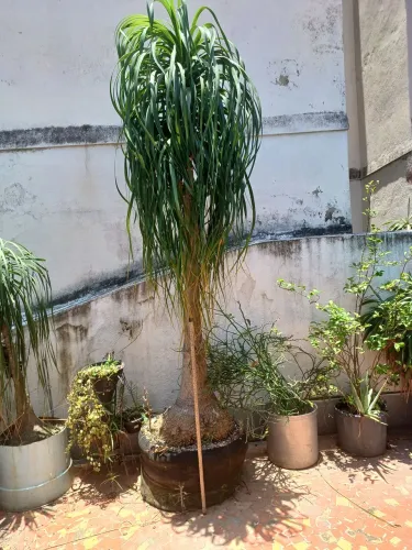 Pata de elefante  aproximadamente  3 metros  linda saudável retirada  ilha do governador 