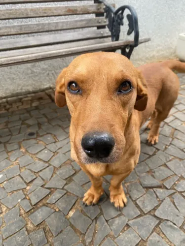 Cachorro para Doação