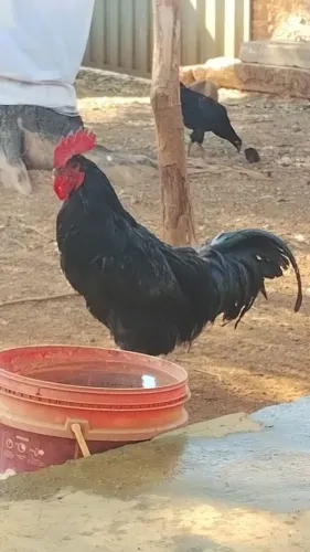 Galo Jersey negro + galinha Jersey negro