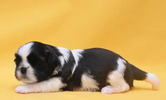 Shih-Tzu Mini Branco e Preto Macho - Compacto e Extremamente Carinhoso!