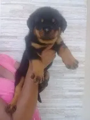 Rottweiler Todas as raças com ganratia total de saude e veterinario gratuito.