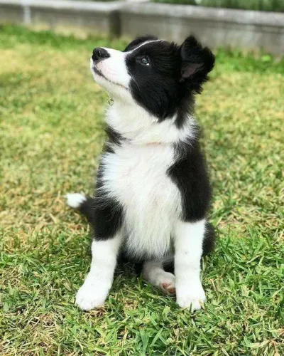 Border Collie: Belos
