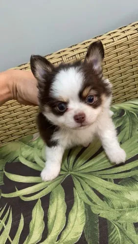 Chihuahua disponíveis. Venha escolher o seu!
