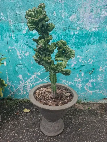 Cacto cristata ou cacto monstro em vaso ornamental