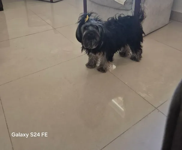 Cachorro