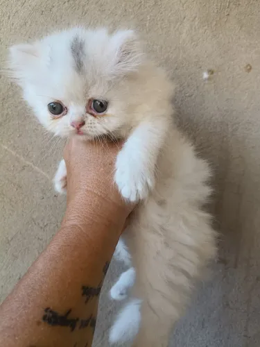 Vende gatos persa