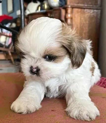 Lhasa Apso Filhotes Independentes. 