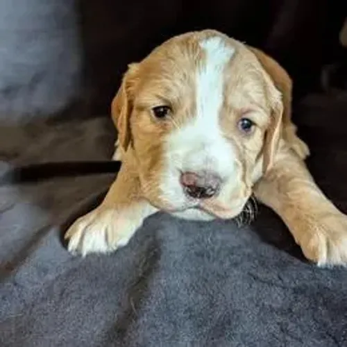 Cocker Spaniel,Cocker Spaniel Filhote de Linhagem Especial e Temperamento Encantador