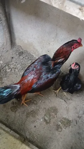 Galo índio e galinha índio
