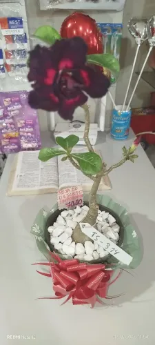 ROSA DO DESERTO