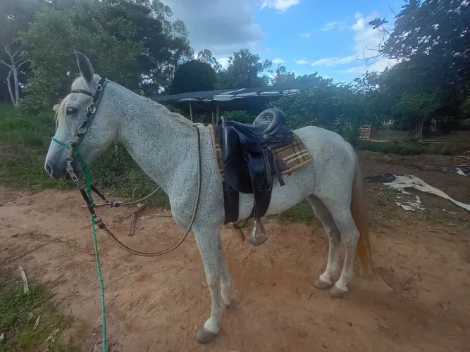 Cavalo macha batida muito bom 