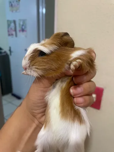 Vendo porquinho da índia
