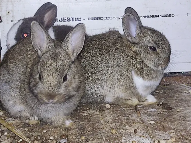 Mini Coelhos Holandês