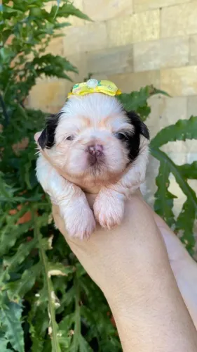 Shih Tzu trazendo felicidade para toda família