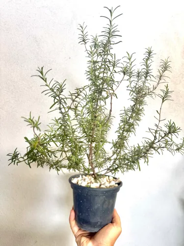 Muda de Alecrim