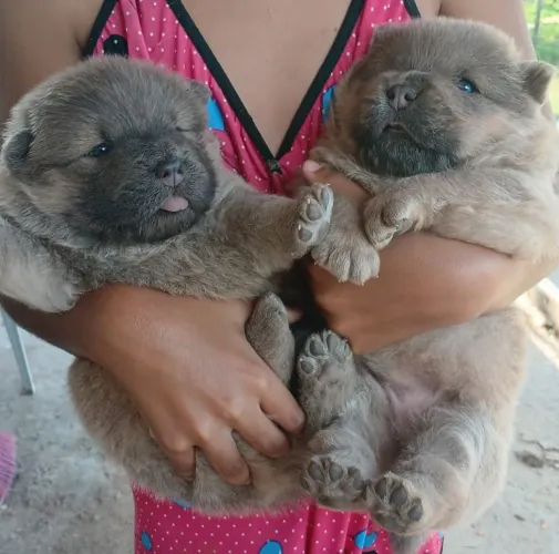 Vendo filhote de cachorro chow chow fêmea