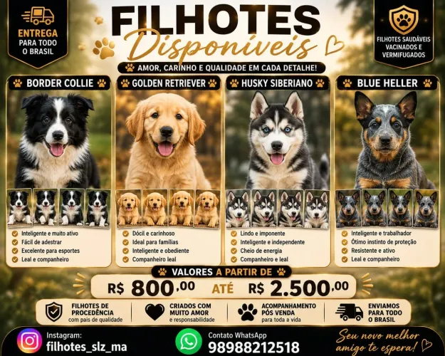 Border collie / Golden Retriever / husky siberiano / BLUE heller