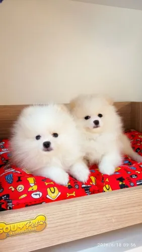 Spitz Alemão anão