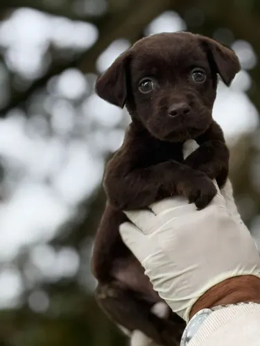 Labrador Chocolate | Te passo todas as orientações sobre a filhote no whatsApp
