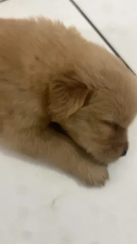 Filhotes Golden Retrivier