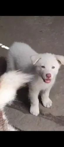 Filhote husky siberiano raça pura