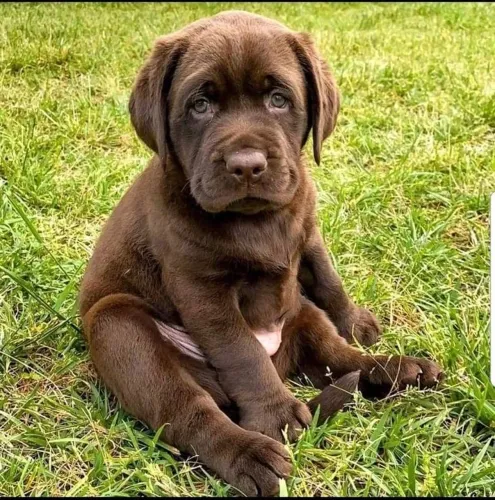 Labrador - Diversão E Carinho Em Forma De Filhote 