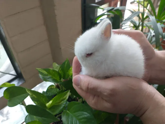Vendo filhote de coelho Netherland branco com olhos vermelhos