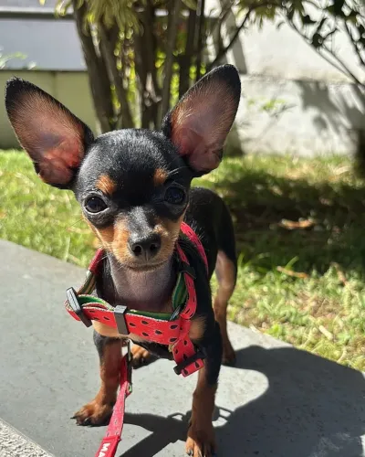 Pinscher com vacina 61 dias