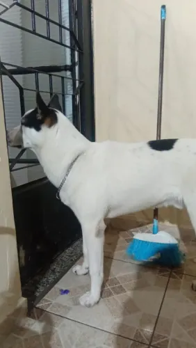 Cachorro 8 meses macho husky com srd