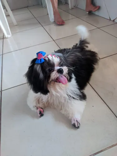 Filhote de Shih tzu