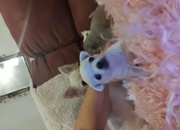 Chihuahua fêmea