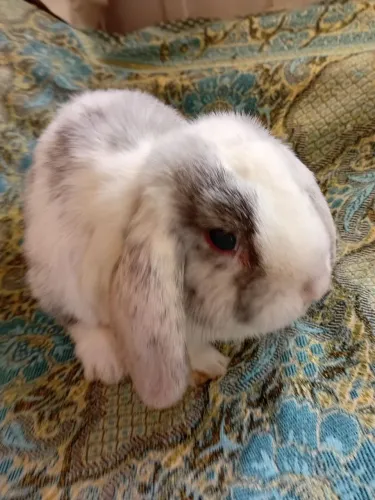 Mini lop