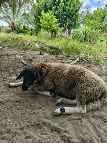 Carneiro e duas ovelha 