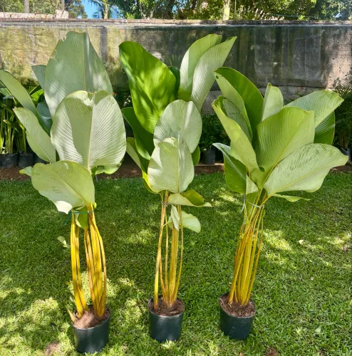 Maranta charuto 